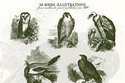 58 Birds Illustrations, an Illustration by Unember (Thumbnail 4 of 4)
