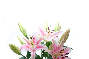 Lily flowers containing flower, white, and lily