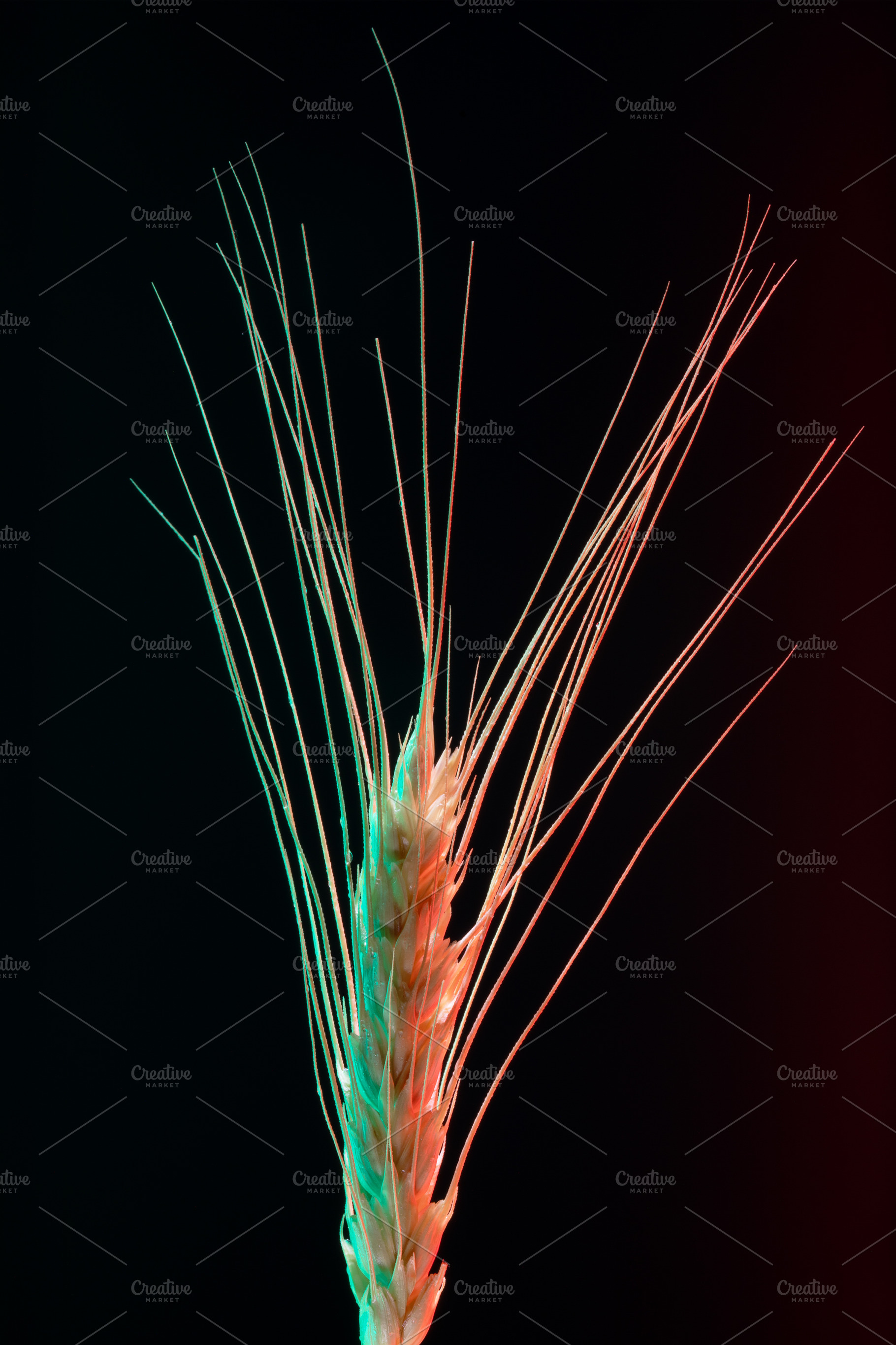 Single wheat ear with colorful lighting on a black background, h, a Food & Drink Photo by Ales Munt