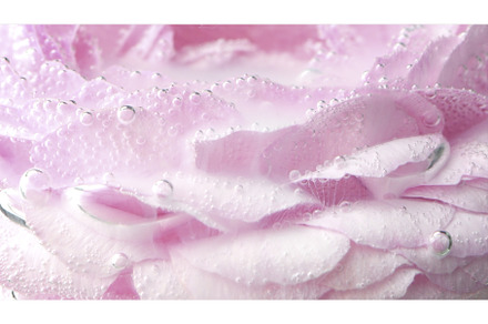 Close-up of mist on rose. Stock, a Nature Photo by Media Whale Stock