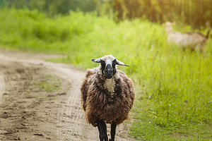 Fluffy sheep pasturing on green gras, an Animal Photo by AlexBush
