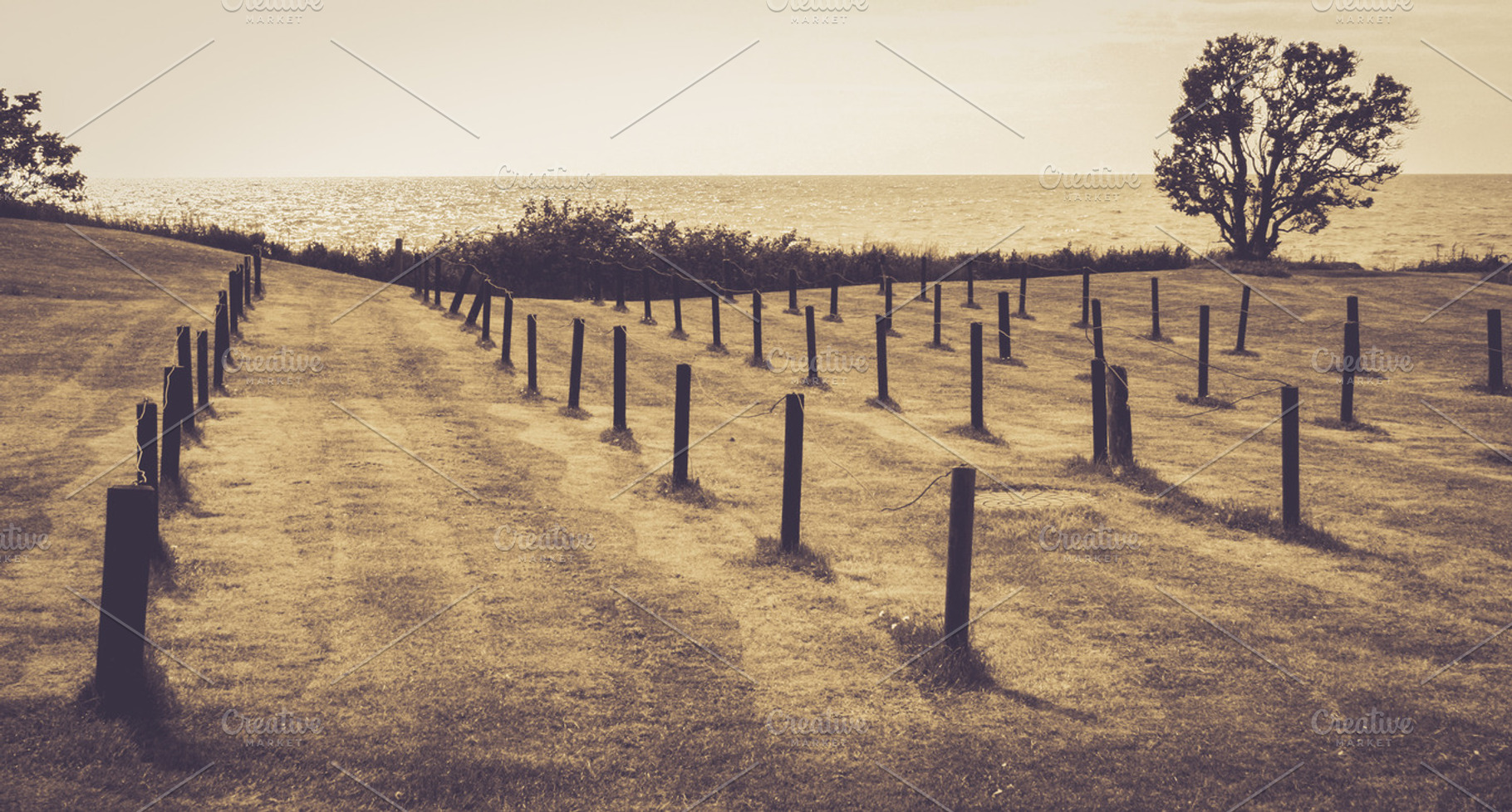 Golden Field Stock Photo Containing Field And Bornholm