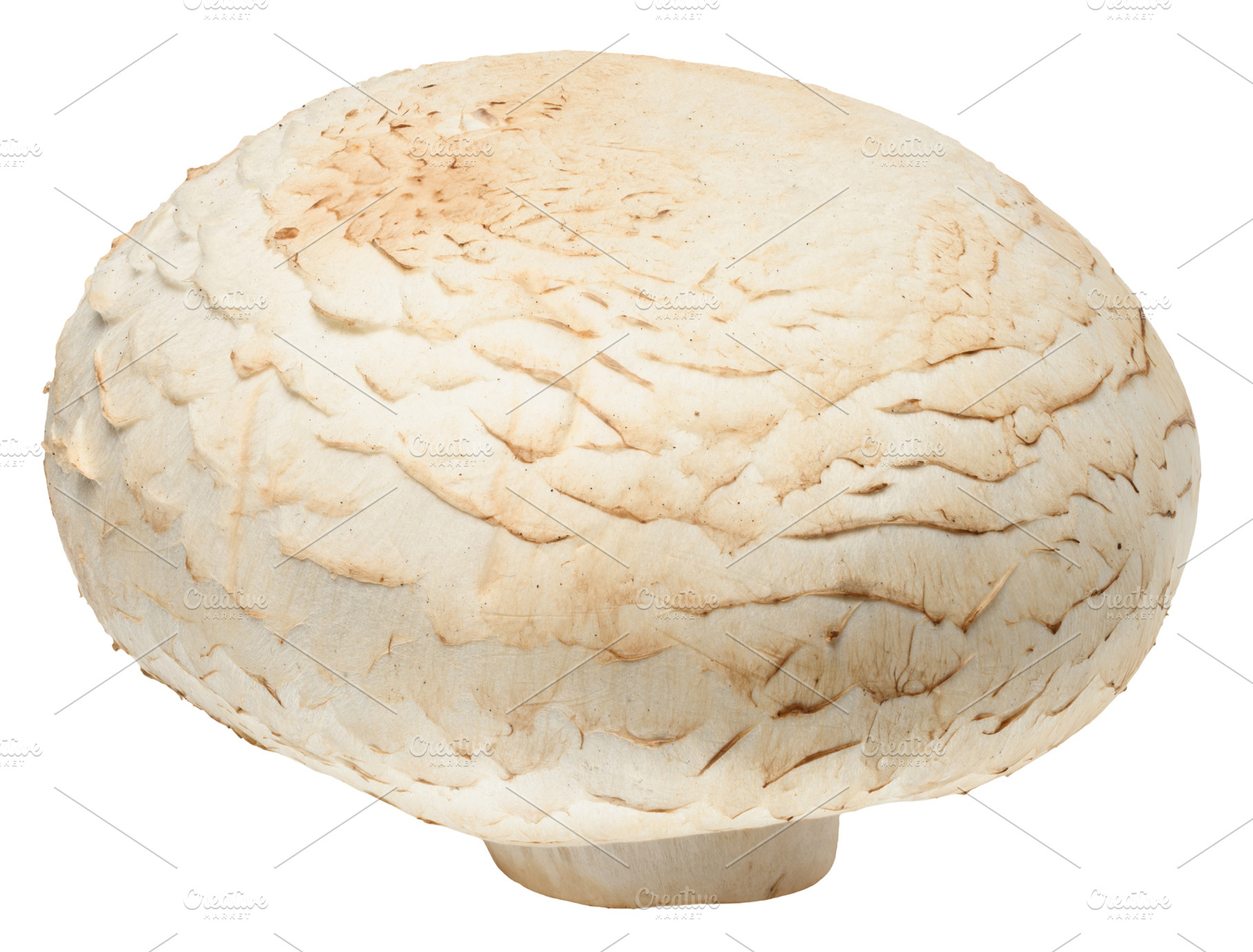 One fresh champignon mushroom with white cap and light brown ste, a Food & Drink Photo by ndanko