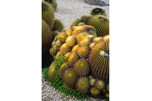 Golden barrel cacti thriving in a, a Nature Photo by volodymyrshtun13795