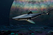 Realistic Shark 3D Model, an Animal 3D Model by Temer (Thumbnail 3 of 6)