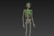Human skeleton rigged, a Characters & Person 3D Model by konstantin.ermolaev (Thumbnail 24 of 27)