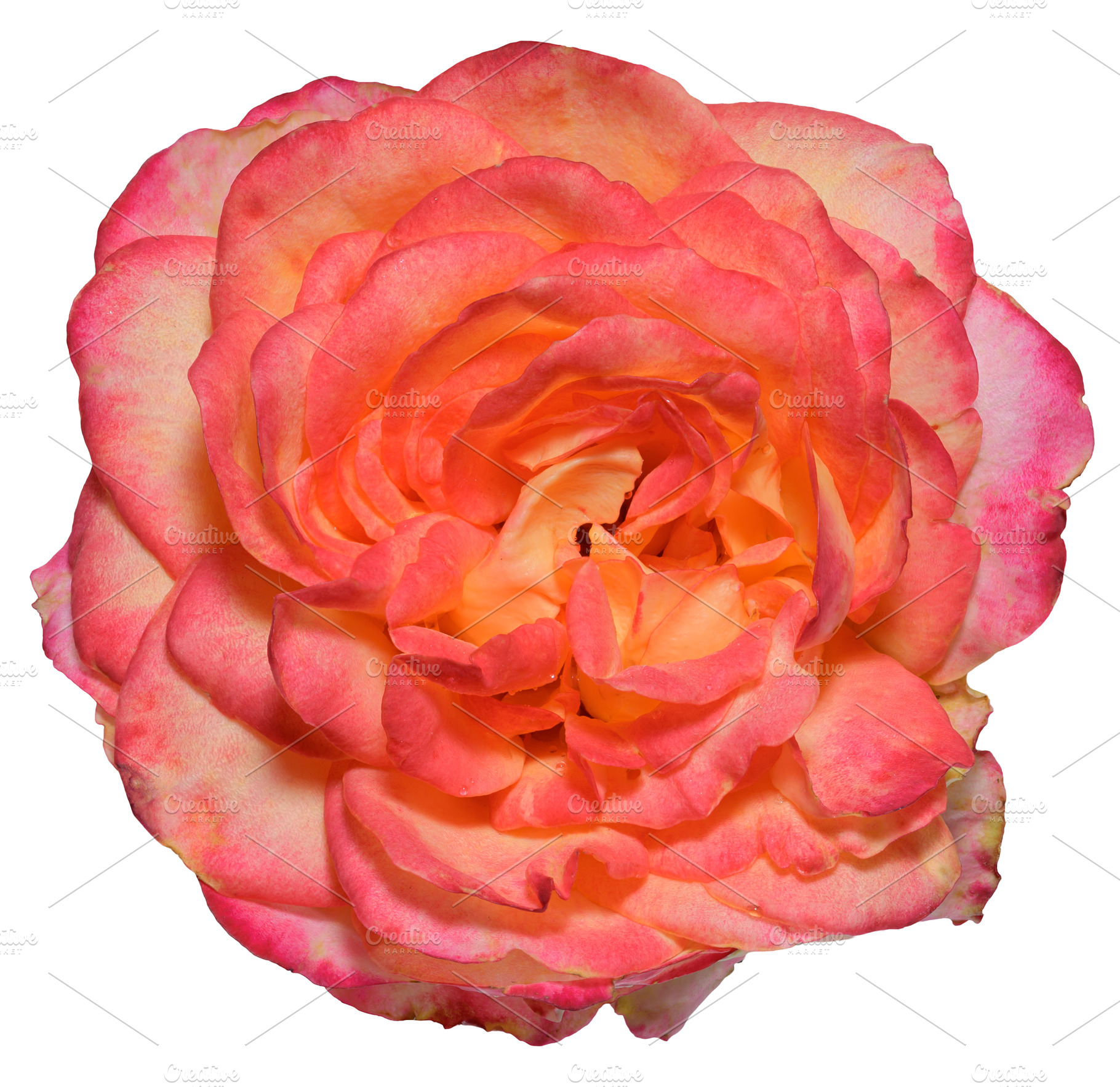 A close-up of an open pink and orange rosebud. The bicolor flowe, a Nature Photo by ndanko