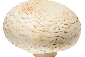 One fresh champignon mushroom with white cap and light brown ste, a Food & Drink Photo by ndanko