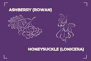 BERRY LINE ART SET (20 elements), a Food Illustration by Bonfloret Studio (Thumbnail 8 of 9)