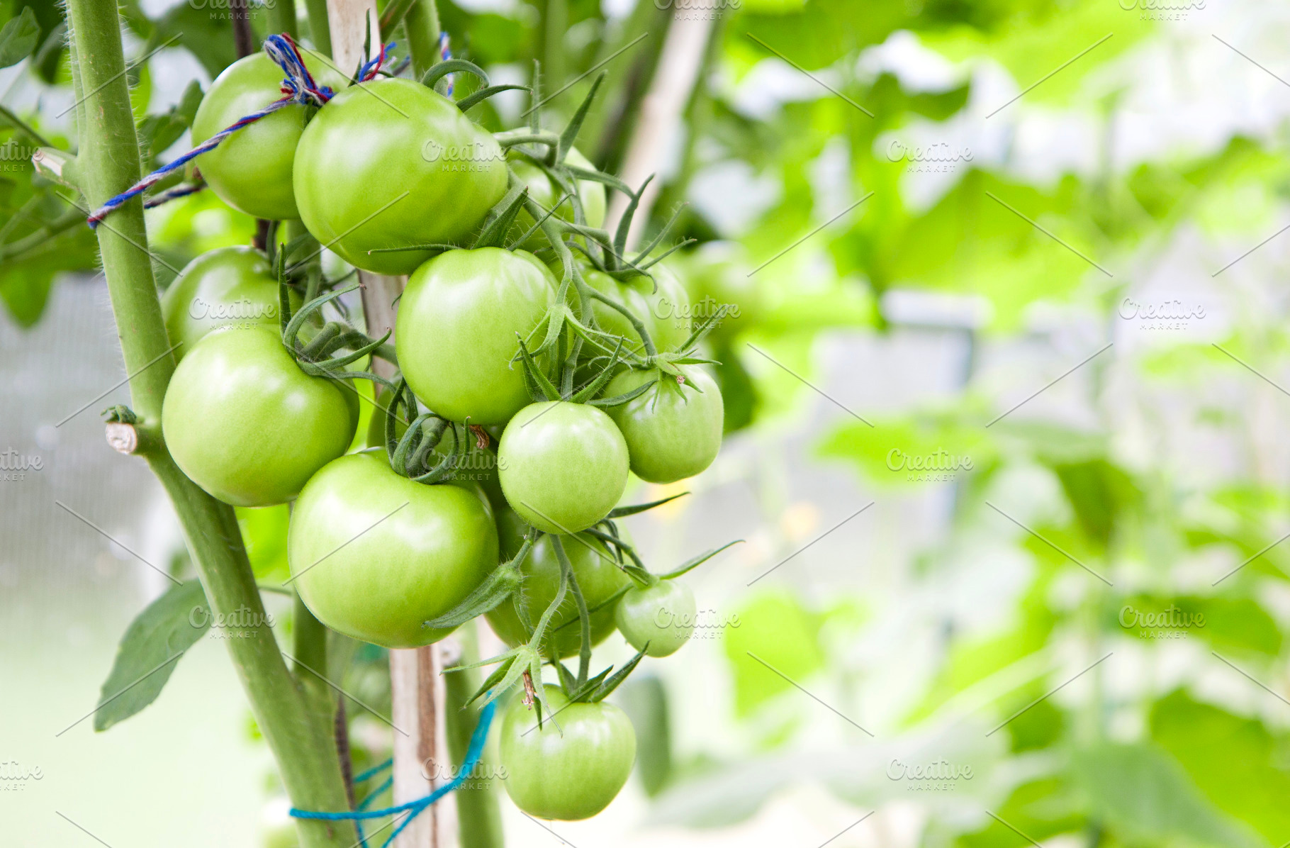 Bunch of green unripe tomatoes, a Food & Drink Photo by BOOCYS