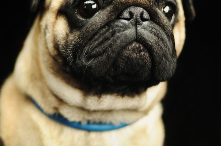 Pug portrait on black