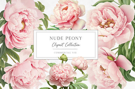 Nude Peony Clipart, a Decorative Illustration by DeepBluesStudio