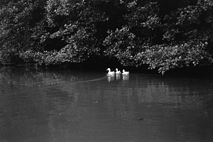serene natural scene with waterfowl swimming in a pond, a Photo by WorldOfPhotos