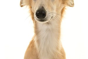 Portrait of a silken windsprite dog, an Animal Photo by Elles Rijsdijk