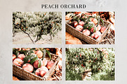 Peach Orchard, a Photo by savvy graphics & stock (Thumbnail 2 of 2)
