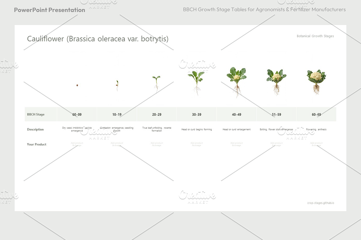 BBCH Growth Stages, Cabbages & Green, a Presentation Template by Ilia Design (Photo 5 of 10)