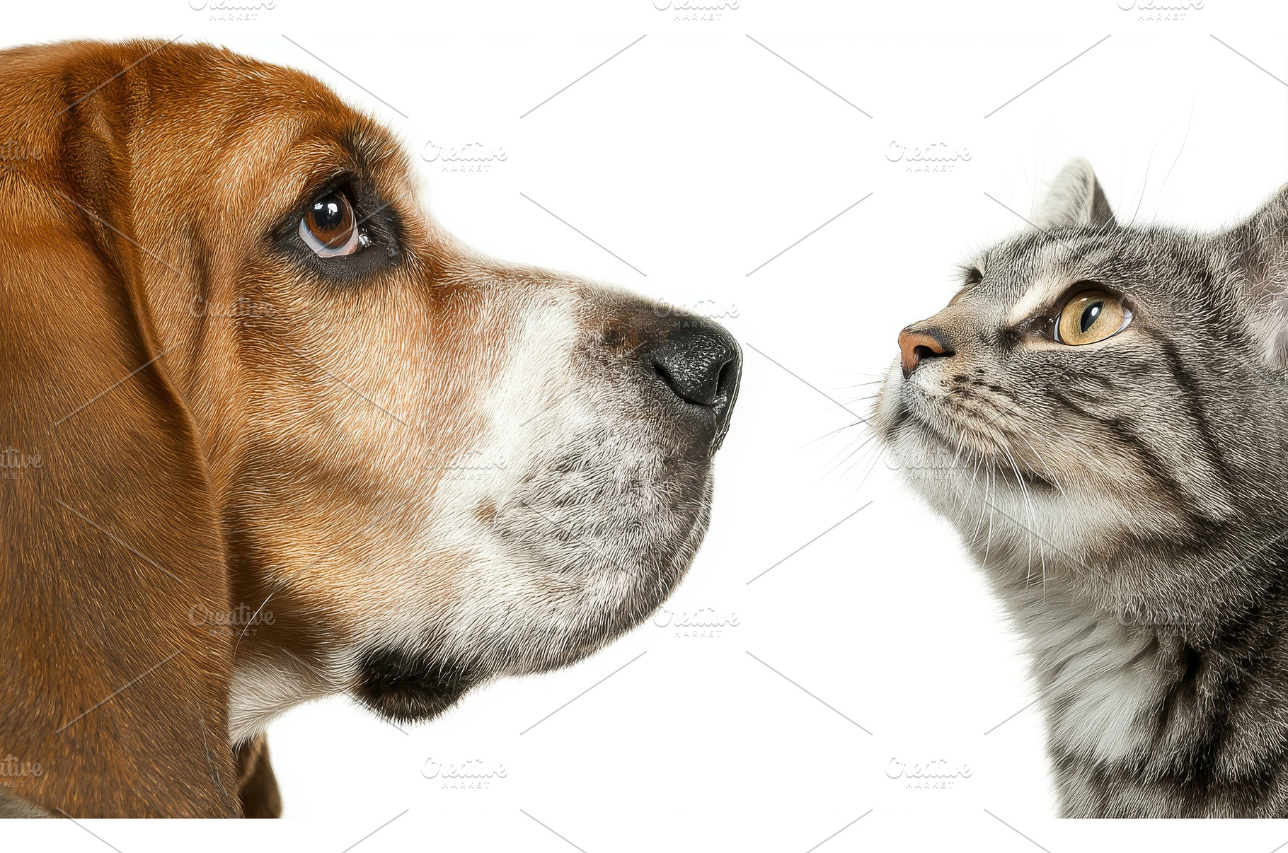 A Russian Spaniel dog and a Scottish, an Animal Photo by ZinetroN