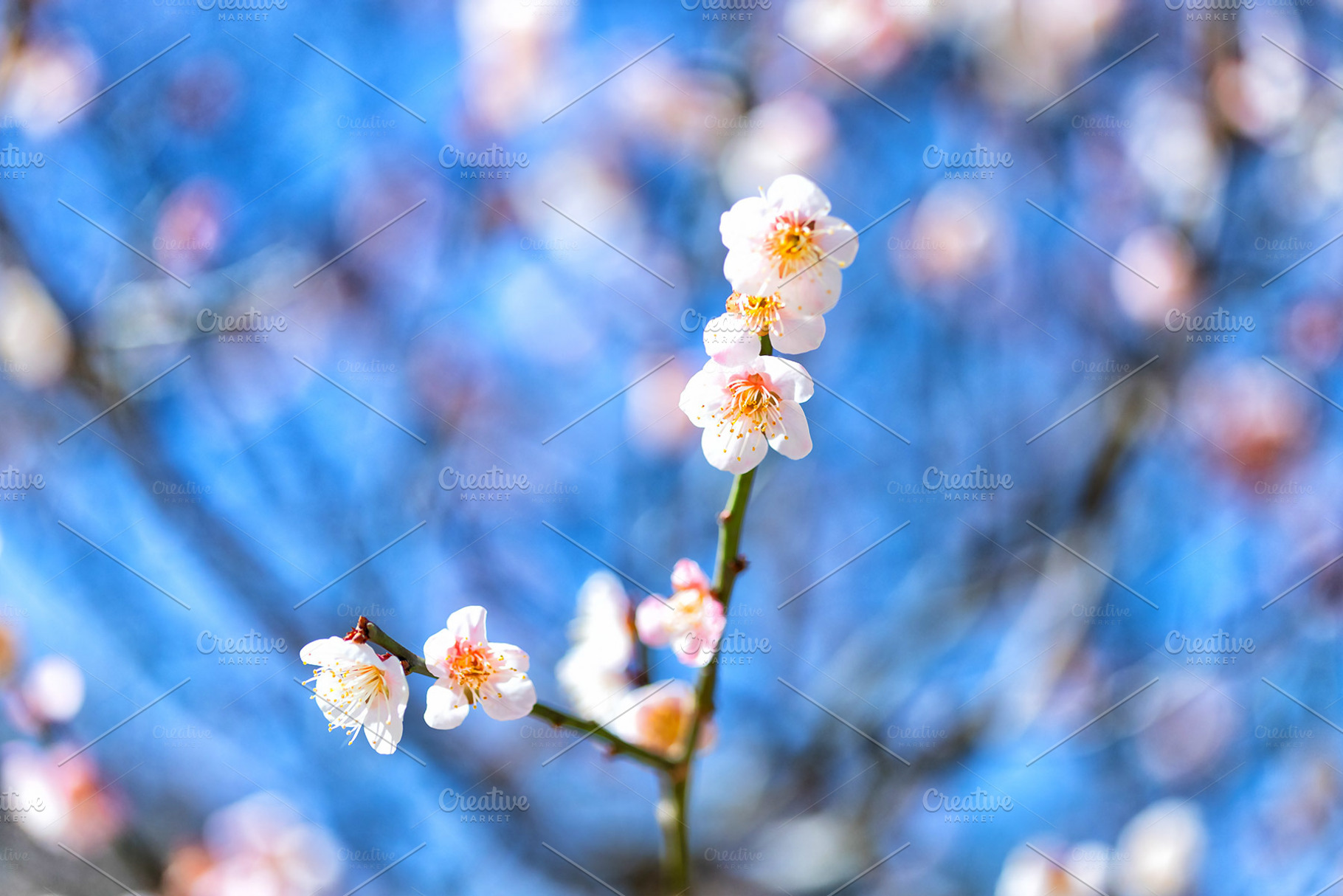 Japanese plum blossoms, a Nature Photo by mikenoki