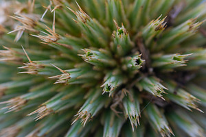 Macro view of a green cactus with sharp spines, showcasing intricate natural te, a Person Photo by Ales Munt
