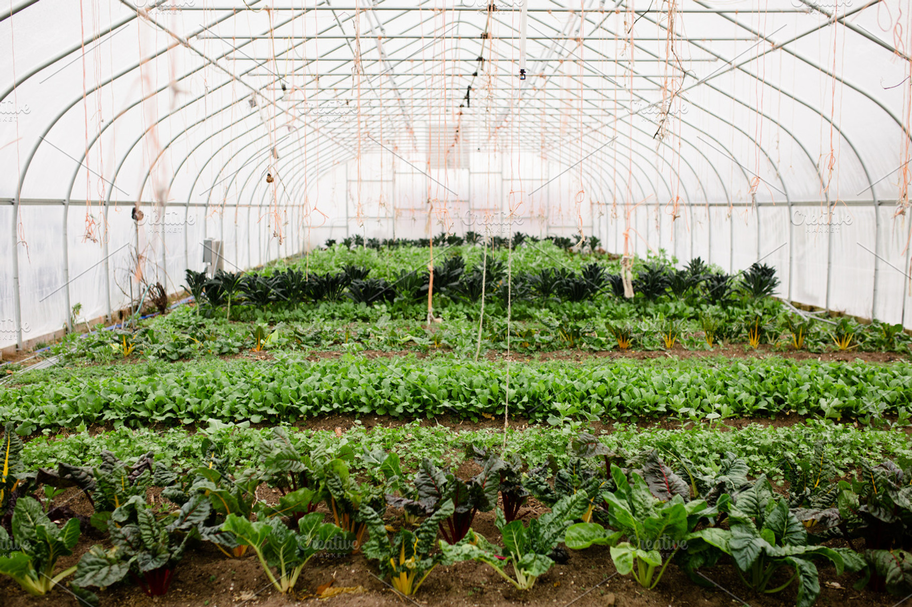 Beautiful Greenhouse, a Health & Medical Photo by Anna Beth Smith