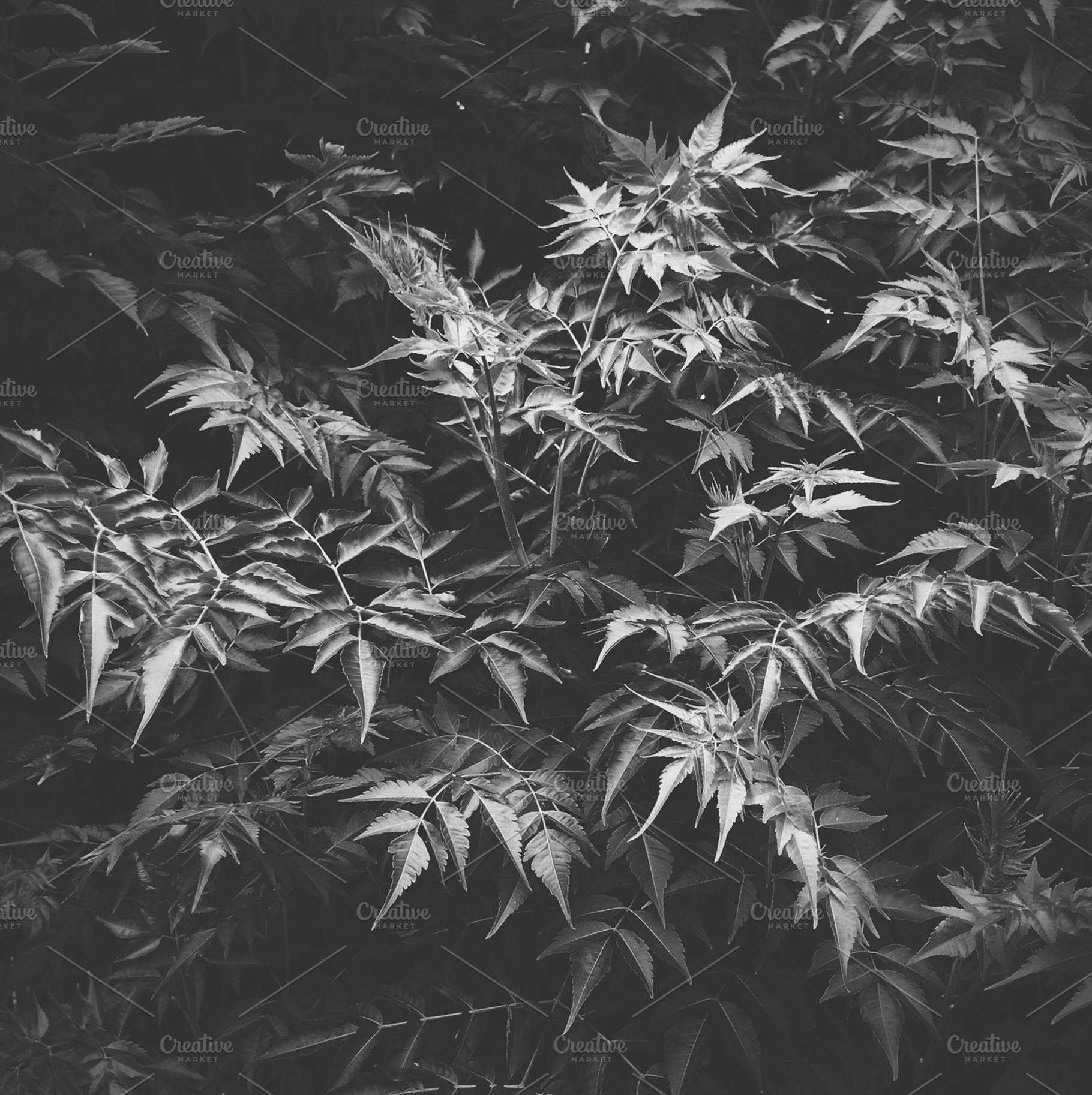 Dark Light
