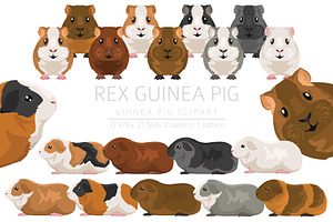 Rex Guinea Pig