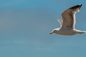Seagull containing sea, bird, and gull