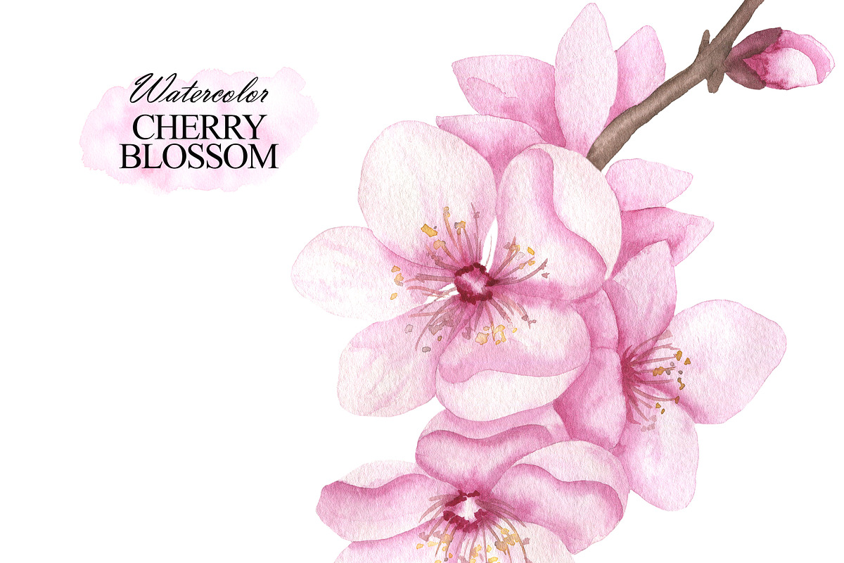 Cherry blossom watercolor clipart, an Illustration by OlDm_Shop (Photo 4 of 6)