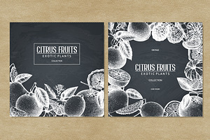 Vintage Citrus Fruits Collection