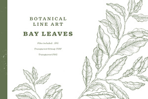 Bay Leaves Botanical Line Art