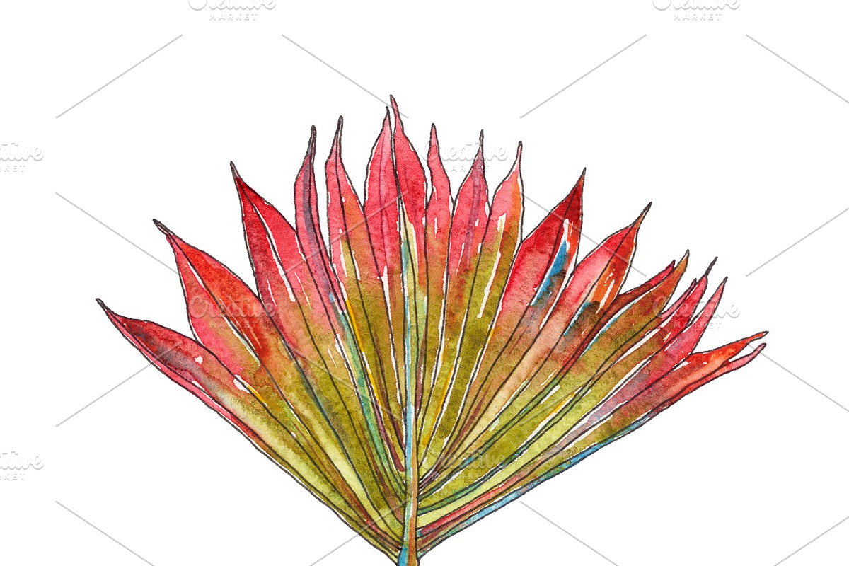 Watercolor palm leaves clipart, an Illustration by Watercolor_Vector Graphic (Photo 6 of 15)
