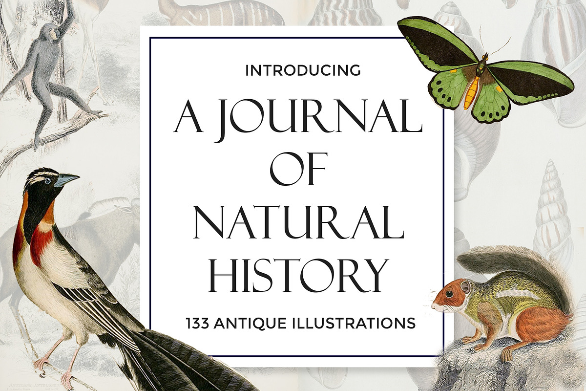 A Journal of Natural History, an Animal Illustration by Dene Studios (Photo 1 of 10)