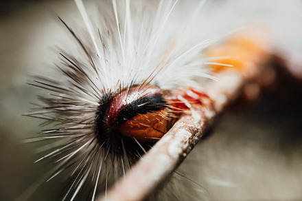Caterpillar of a Black Spot Moth