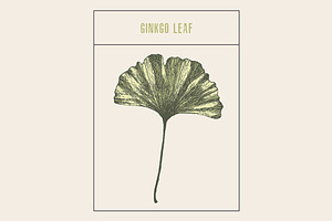 Ginkgo leaf, a Healthcare Illustration by TheMountBirdStudio