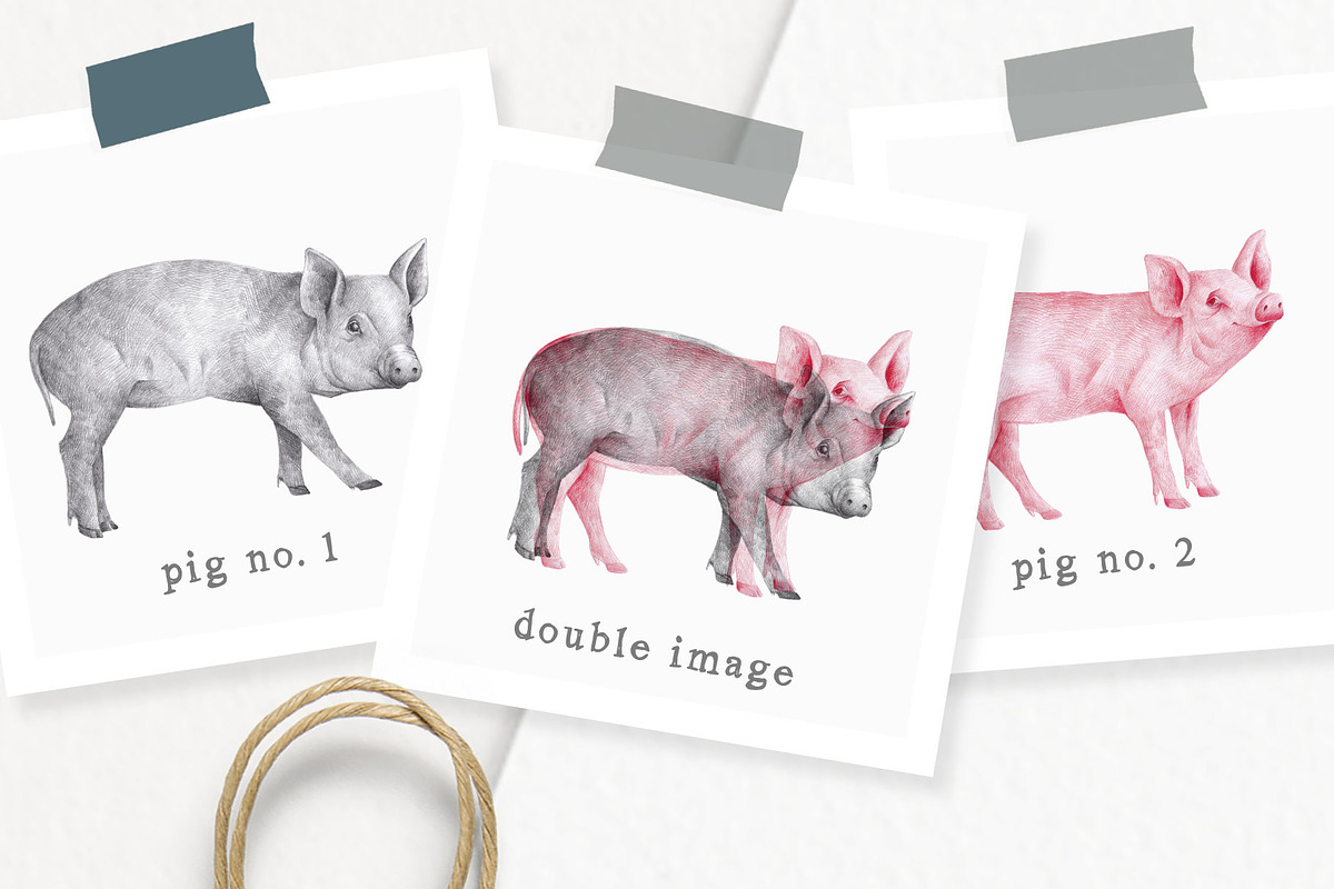 Hand drawn Illustrations Pigs, an Animal Illustration by Greek fonts by nantia.co (Photo 2 of 6)