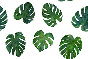 Watercolor Monstera