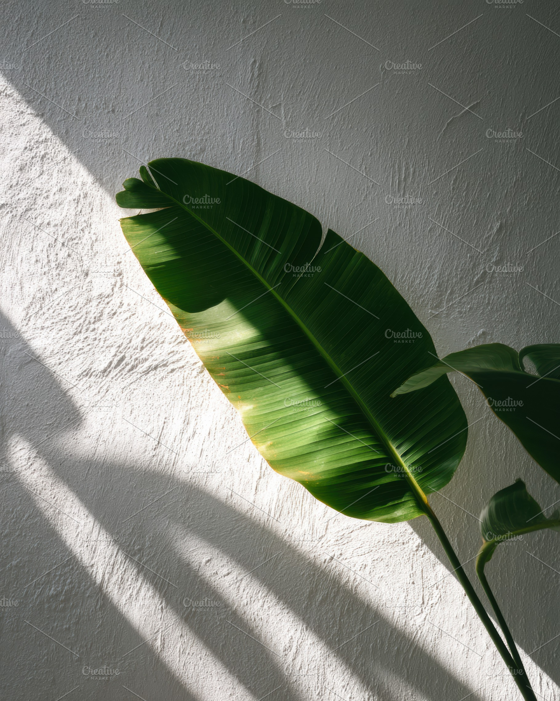 Green plant shadow on white wall, a Photo by Virgo Studio