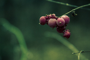 Forest Berrys