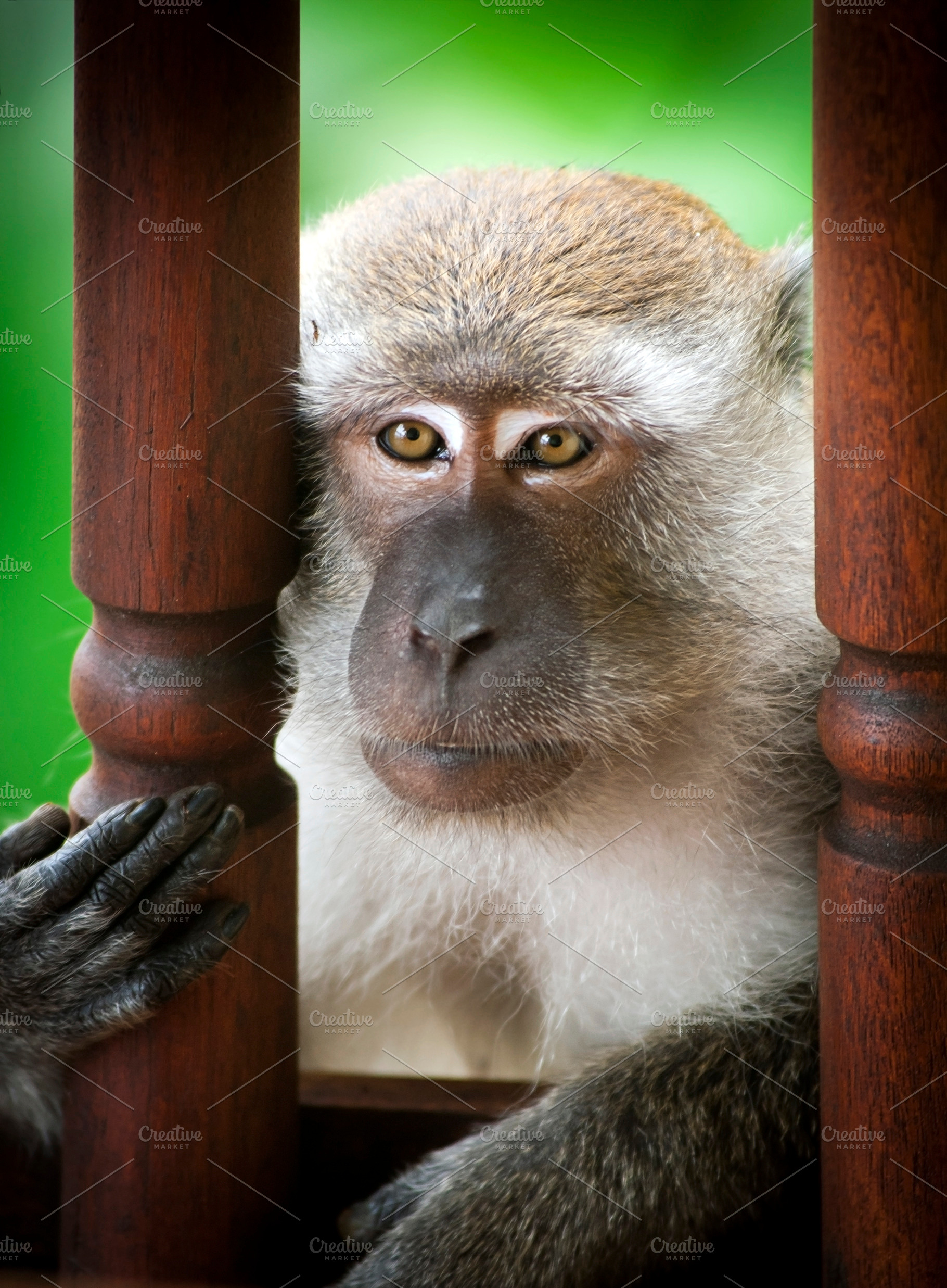 Monkey's Face, an Animal Photo by THP Creative