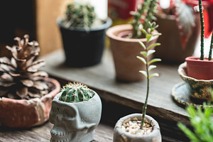 Small cactus in window garden