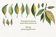 Watercolor Orange Fruit Clipart, a Food Illustration by Dina Guiter (Thumbnail 3 of 10)