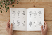 100+ plants bundle | vol. 1 + 2 + 3, an Illustration by Crocus Paperi (Thumbnail 18 of 18)
