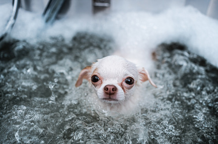 A little white chihuahua takes a bubble bath in a spa salon. Pet care., an Animal Photo by Rov.7