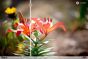 Pastel Elegance Lightroom Presets, an Action Add-On by Sleeklens (Thumbnail 3 of 5)