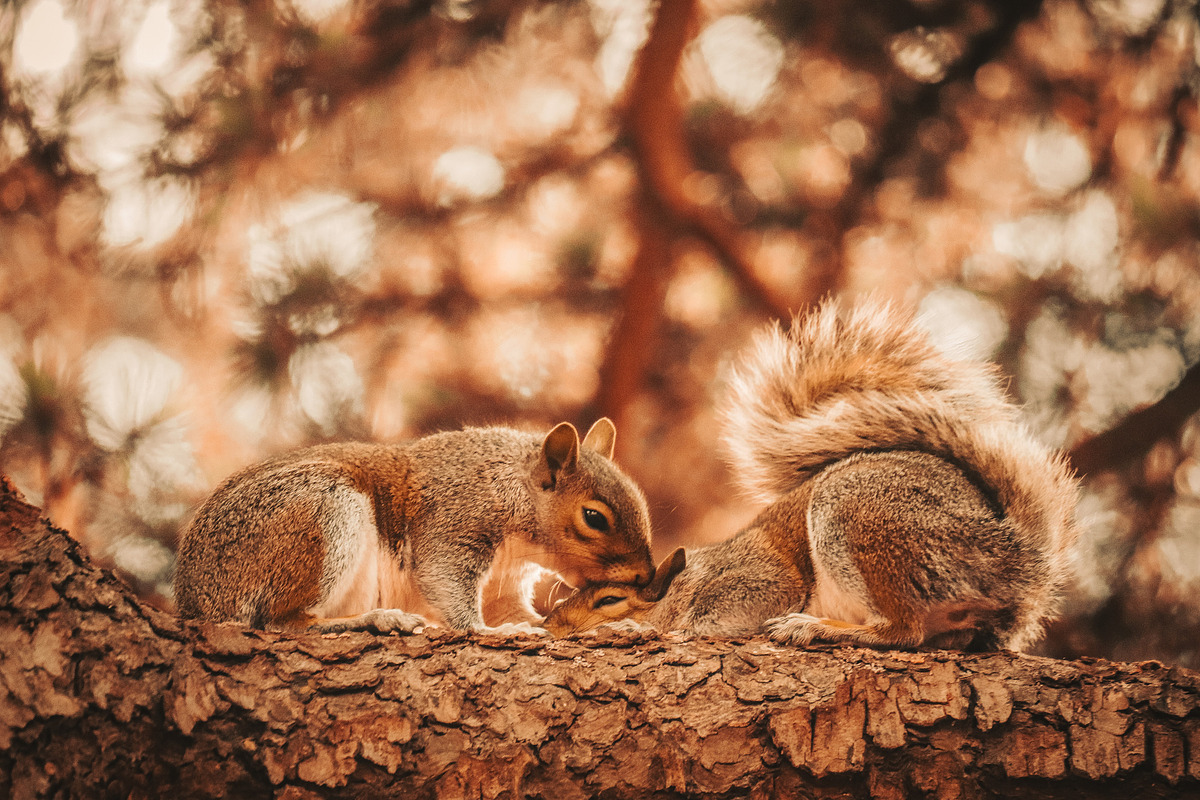 10 Autumn - Fall Lightroom Presets, a Preset Add-On by VividFrame (Photo 9 of 9)