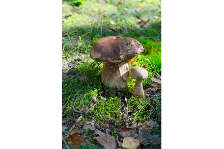 chanterelle mushrooms on wooden, a Food & Drink Photo by Neirfy