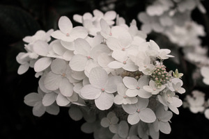 White Hydrangea, a Nature Photo by The Seaflowers