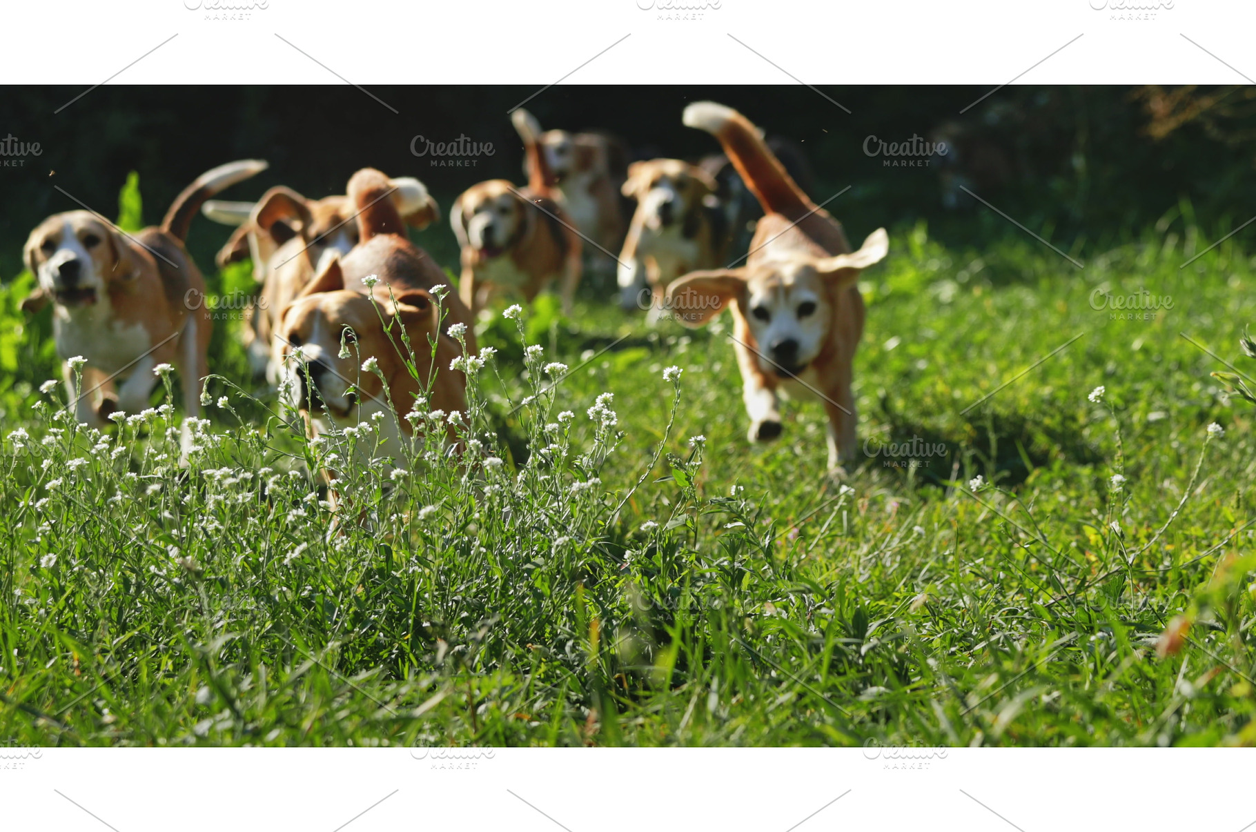 Pack of Beagle dogs running on green, an Animal Photo by Goinyk