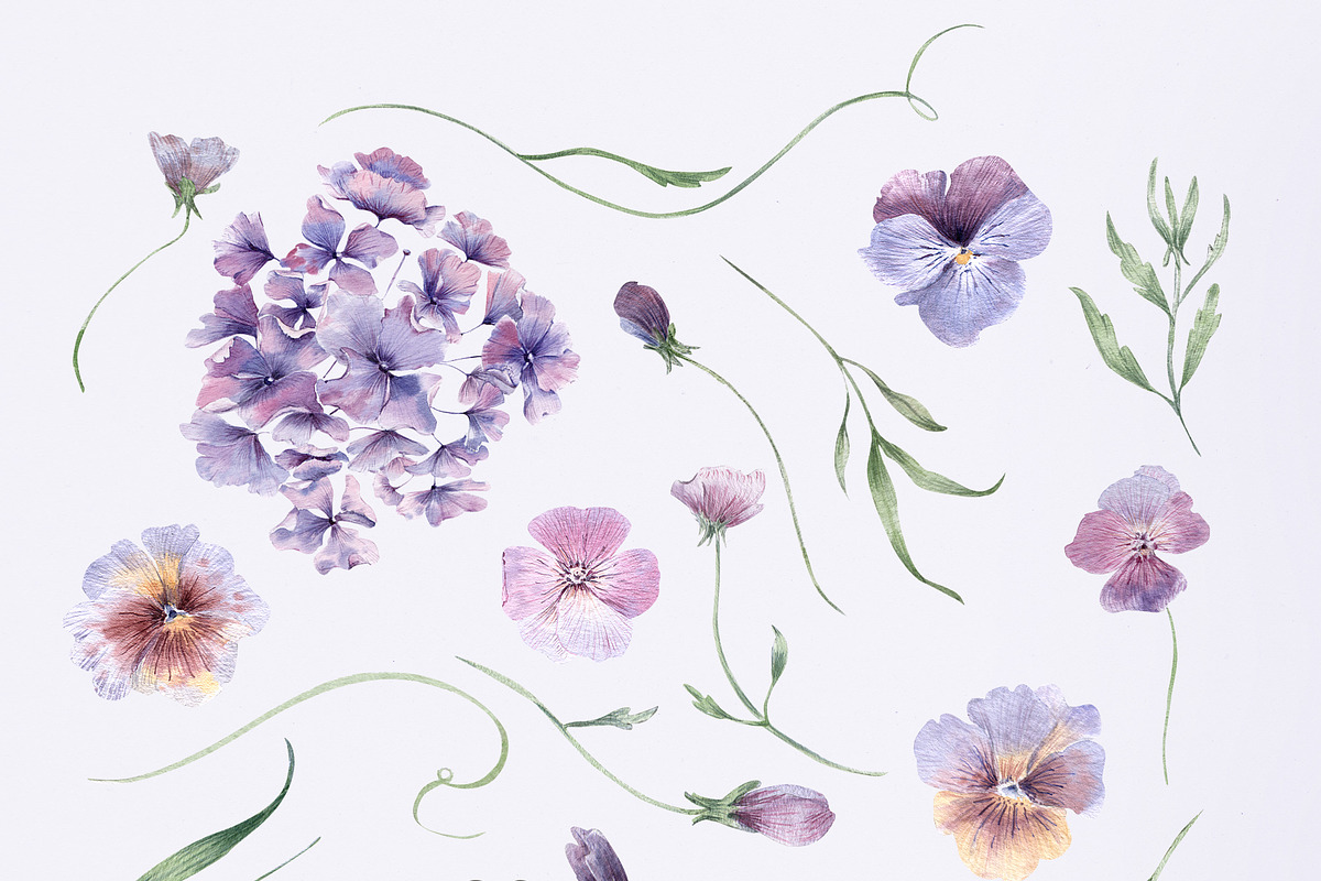 Charming purple pansies, hydrangea, an Illustration by astelenadesign (Photo 3 of 12)