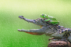 frog and crocodile, animal, macro, 